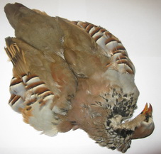  ����� ����������� ��������� french partridge